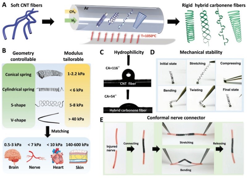 可植入生物体内的碳烯纤维电极