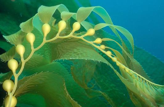 科普｜生物基化学纤维之海藻纤维